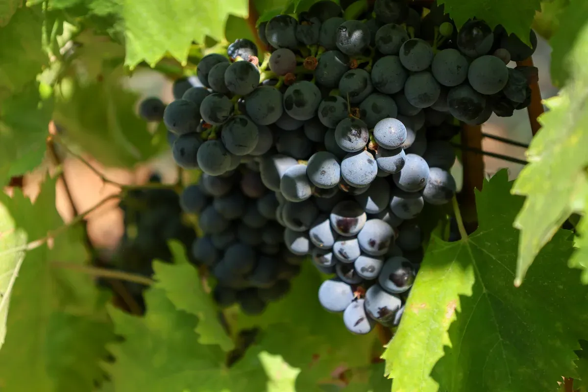 Red grapes on the vine in the Douro on a premium Douro Valley wine tour from Porto