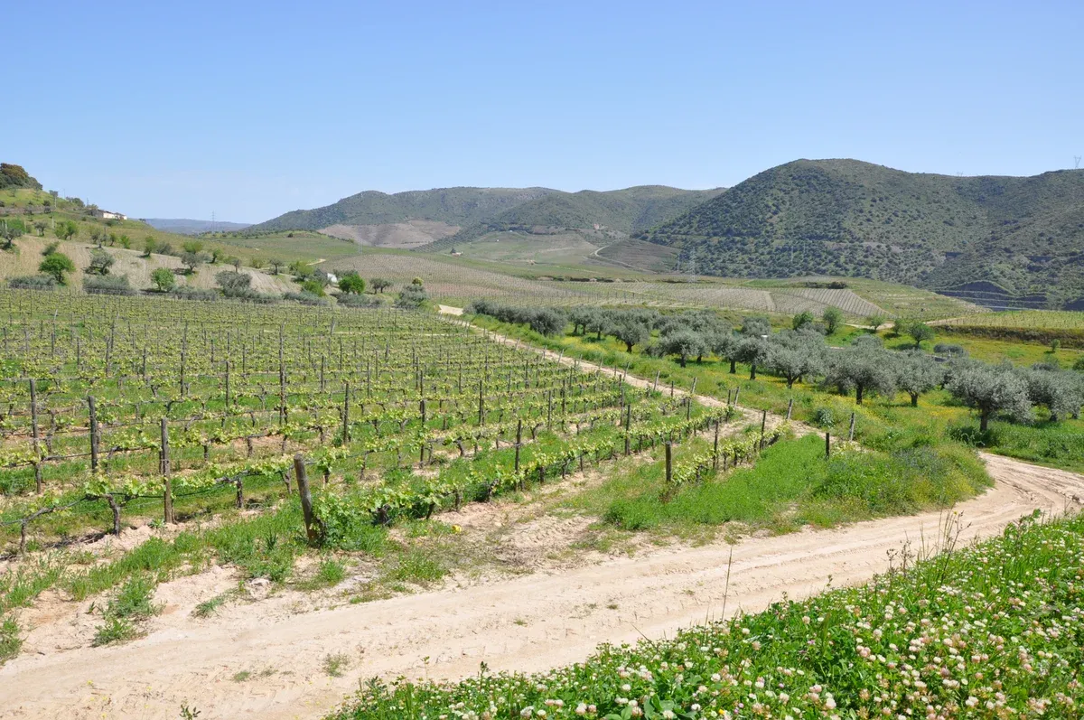 Vineyard rows and olive trees in the Douro on a small group lunch cruise Douro Valley wine tour from Porto