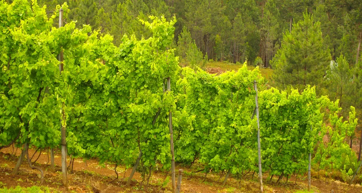 Vinho Verde vineyard rows on a two wine regions Douro Valley wine tour from Porto