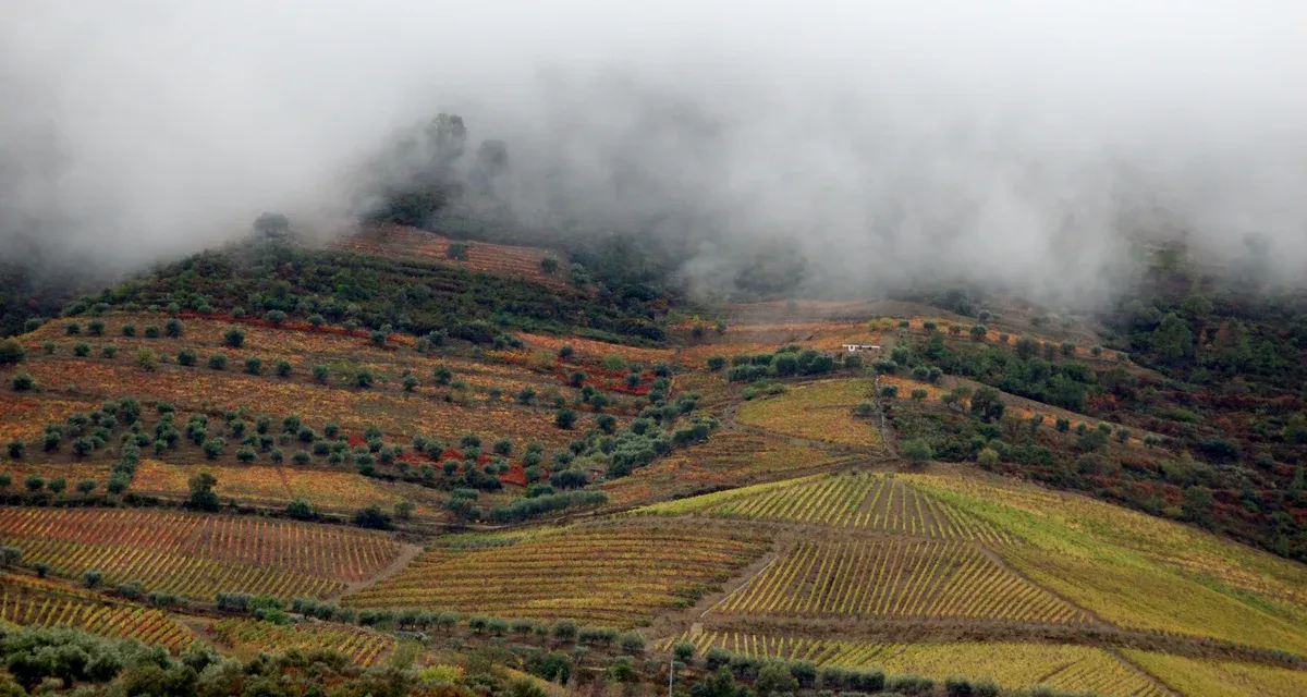 Autumn vineyards under fog in the Douro, the harvest season for a Douro Valley wine tour from Porto