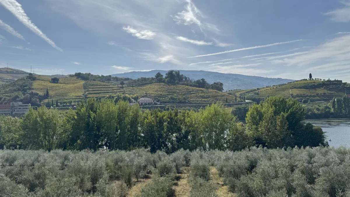 Olive trees and vine terraces beside the Douro near Régua on a customizable private Douro Valley wine tour from Porto