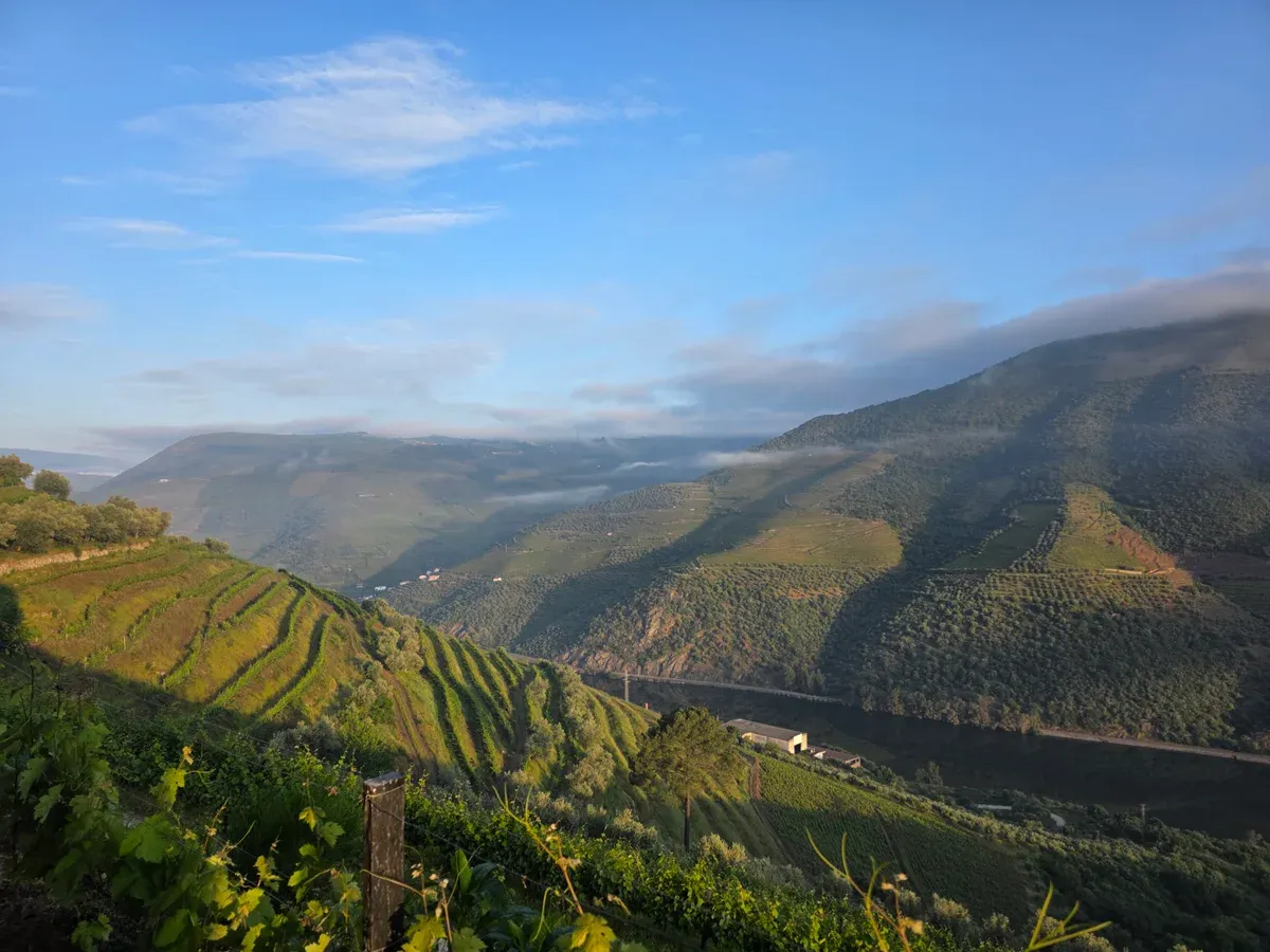 Vineyard slopes above the Douro valley on a private driver Douro Valley wine tour from Porto