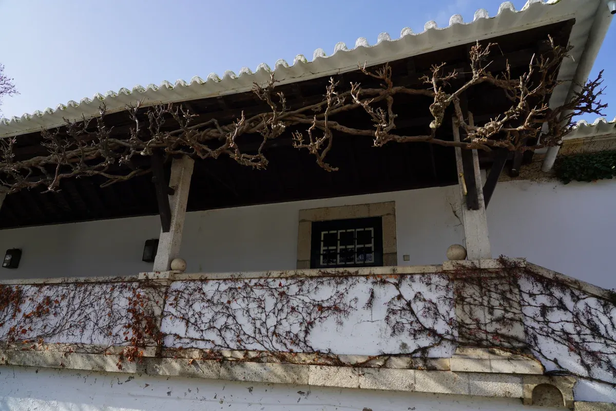 Vine-covered arcade at Quinta da Pacheca winery near Lamego on a Douro Valley wine tour from Porto